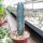 Myrtillocactus geometrizans