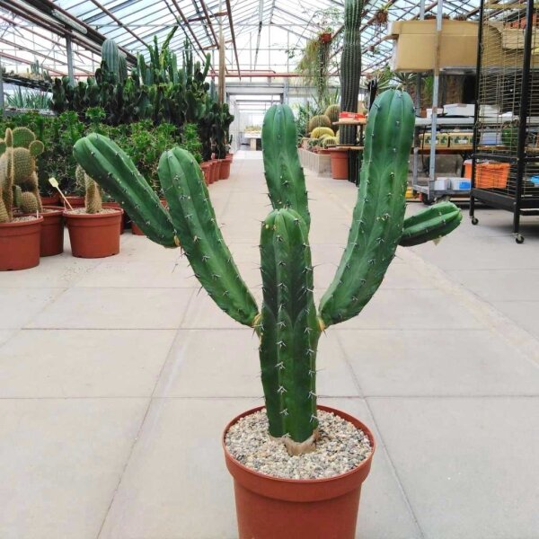 Myrtillocactus geometrizans XL verzweigt