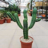 Myrtillocactus geometrizans XL verzweigt
