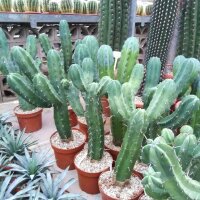 Myrtillocactus geometrizans XL verzweigt