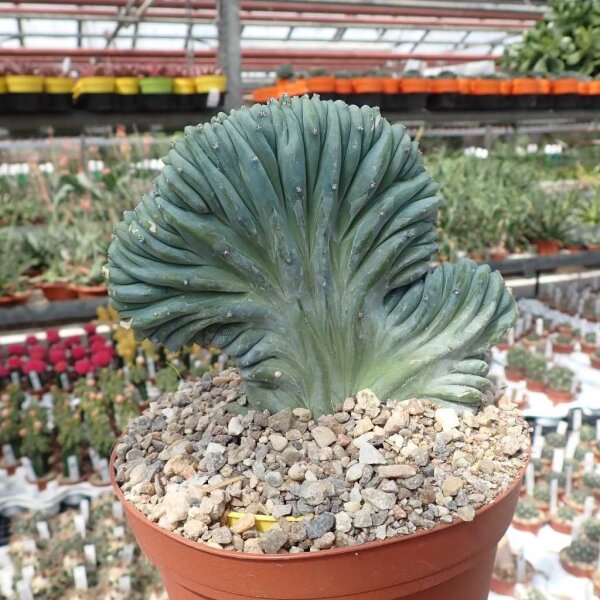 Myrtillocactus geometrizans cristata