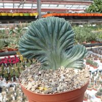 Myrtillocactus geometrizans cristata