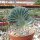 Myrtillocactus geometrizans cristata