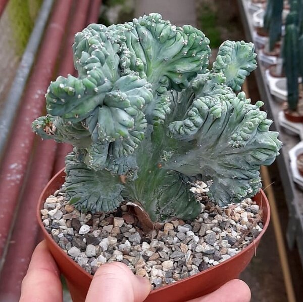 Myrtillocactus geometrizans strictum cristata