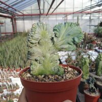 Myrtillocactus geometrizans strictum cristata