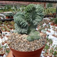 Myrtillocactus geometrizans strictum cristata
