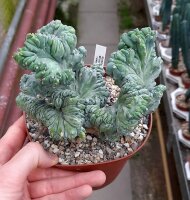 Myrtillocactus geometrizans strictum cristata