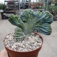 Myrtillocactus geometrizans strictum cristata