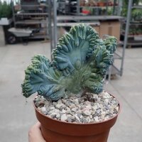 Myrtillocactus geometrizans strictum cristata