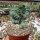 Myrtillocactus geometrizans strictum cristata