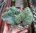 Myrtillocactus geometrizans strictum cristata