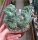 Myrtillocactus geometrizans strictum cristata