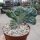 Myrtillocactus geometrizans strictum cristata