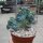 Myrtillocactus geometrizans strictum cristata