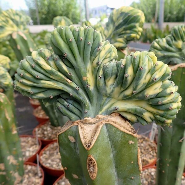 Myrtillocactus geometrizans cv. variegata gepfr. cristata