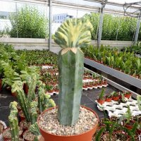 Myrtillocactus geometrizans cv. variegata gepfr. cristata
