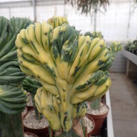 Myrtillocactus geometrizans cv. variegata gepfr. cristata