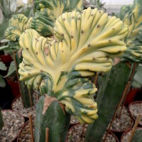 Myrtillocactus geometrizans cv. variegata gepfr. cristata