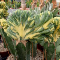Myrtillocactus geometrizans cv. variegata gepfr. cristata