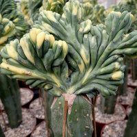 Myrtillocactus geometrizans cv. variegata gepfr. cristata