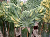 Myrtillocactus geometrizans cv. variegata gepfr. cristata
