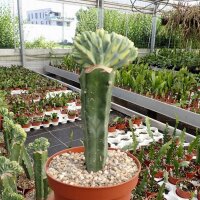 Myrtillocactus geometrizans cv. variegata gepfr. cristata