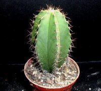 Myrtillocactus schenkii