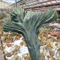 Myrtillocactus geometrizans XL cristata