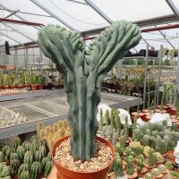 Myrtillocactus geometrizans XL cristata