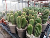 Neobuxbaumia polylopha Gruppen