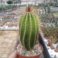 Neobuxbaumia polylopha