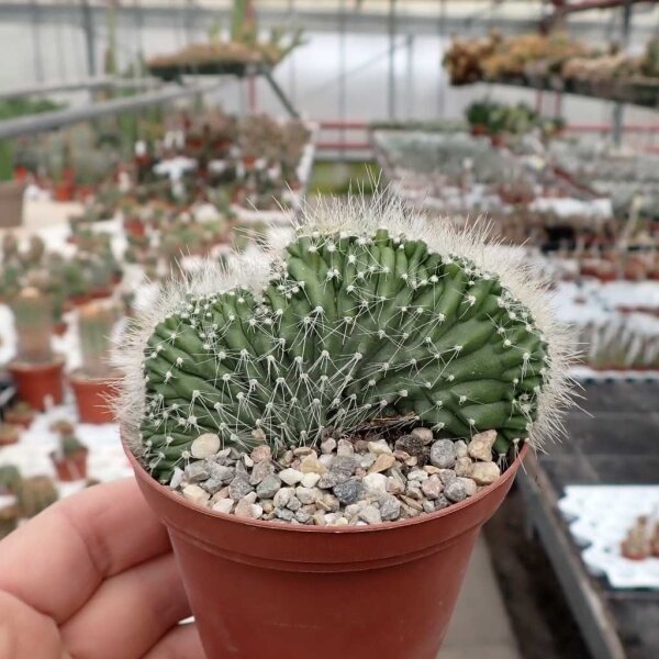 Neobuxbaumia polylopha cristata