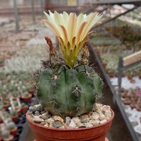 Neochilenia paucicostata