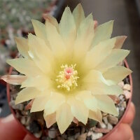 Neochilenia paucicostata