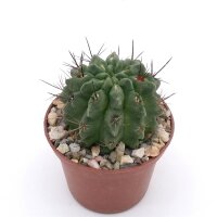 Neochilenia paucicostata
