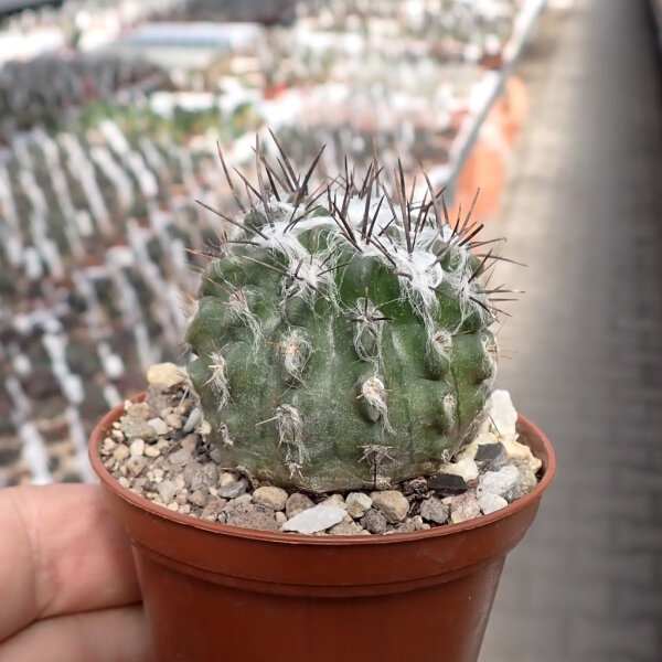 Eriosyce paucicostata ssp. floccosa