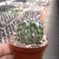 Eriosyce paucicostata ssp. floccosa