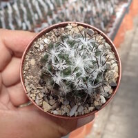 Eriosyce paucicostata ssp. floccosa