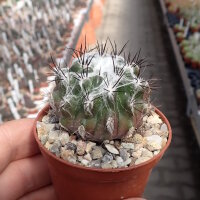 Eriosyce paucicostata ssp. floccosa