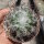 Eriosyce paucicostata ssp. floccosa