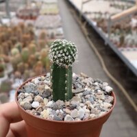 Neochilenia monte-amargensis gepfr.
