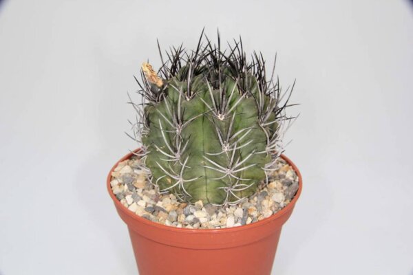 Neochilenia paucicostata (syn. Pyrrhocactus paucicostatus)
