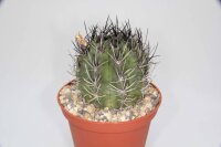 Neochilenia paucicostata (syn. Pyrrhocactus paucicostatus)