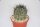 Neochilenia paucicostata (syn. Pyrrhocactus paucicostatus)