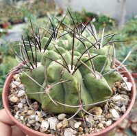 Neochilenia paucicostata v. viridis