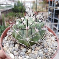Neochilenia paucicostata v. viridis
