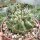Neochilenia paucicostata v. viridis