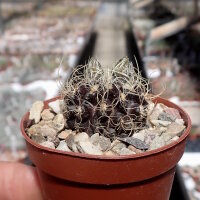 Neochilenia pulchella