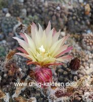Neochilenia setosiflora