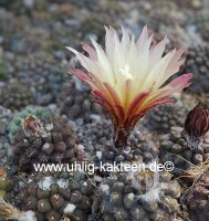 Neochilenia setosiflora